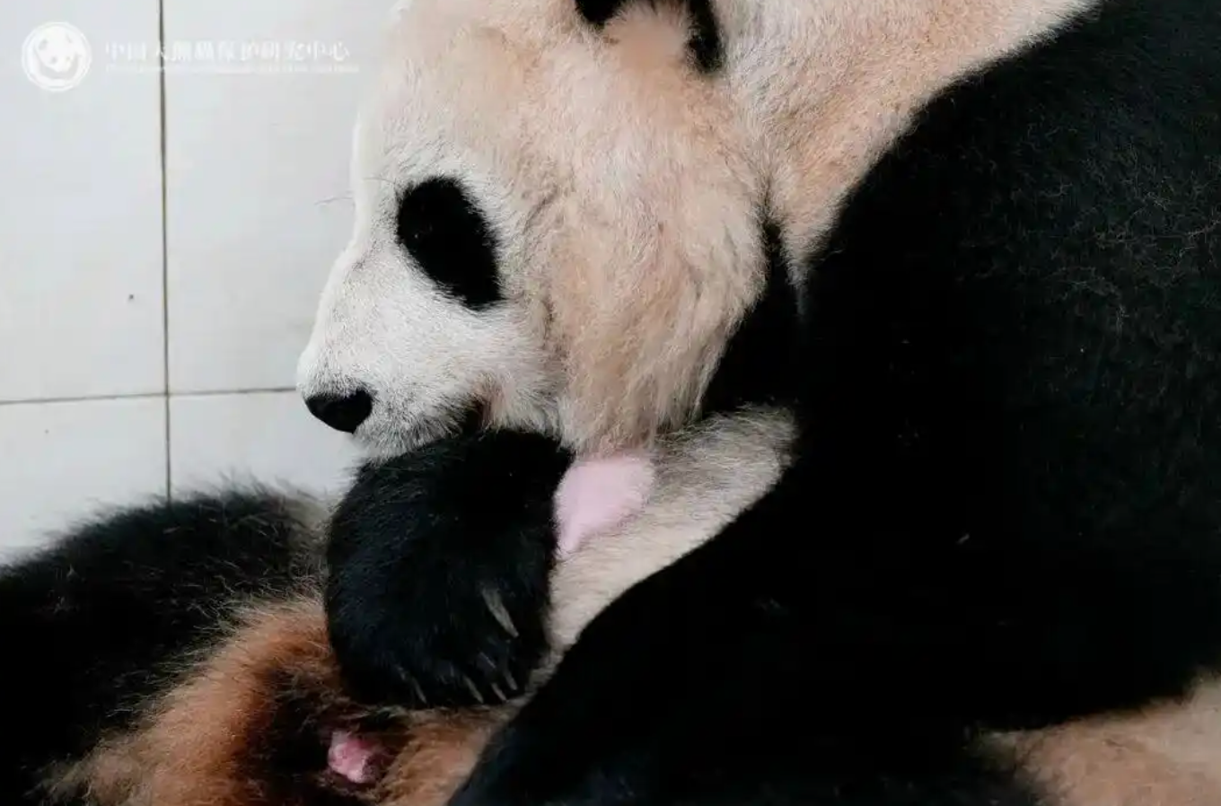 龚琳娜离婚